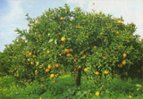 Albero di arance